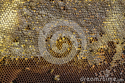 Beekeeper holding frame Background texture pattern section wax Bees work honeycomb from bee hive filled golden honey Concept Stock Photo