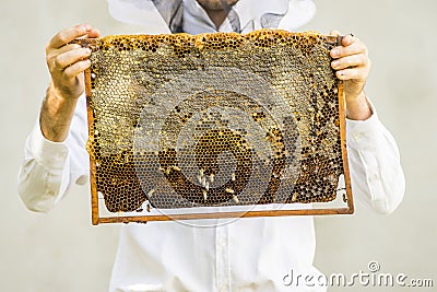 Beekeeper holding frame Background texture pattern section wax Bees work honeycomb from bee hive filled golden honey Concept Stock Photo