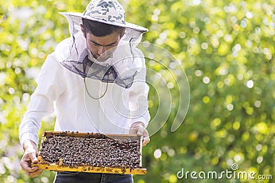 Beekeeper holding frame Background texture pattern section wax Bees work honeycomb from bee hive filled golden honey Concept Stock Photo