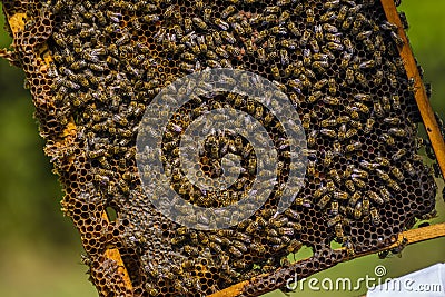 Beekeeper holding frame Background texture pattern section wax Bees work honeycomb from bee hive filled golden honey Concept Stock Photo