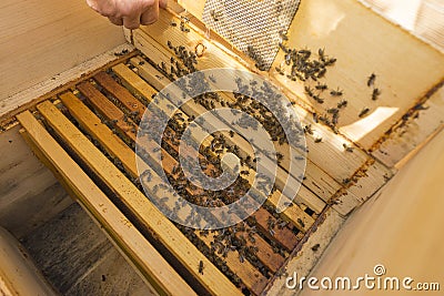 Life of bees. Worker bees. The bees bring honey. Beeswax, apiary. Beekeeper holding frame of honeycomb Stock Photo