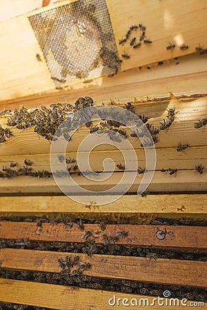 Life of bees. Worker bees. The bees bring honey. Beeswax, apiary. Beekeeper holding frame of honeycomb Stock Photo