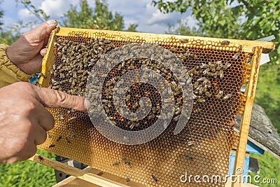 Life of bees. Worker bees. The bees bring honey. Beeswax, apiary. Beekeeper holding frame of honeycomb Stock Photo