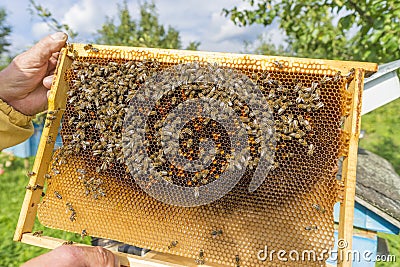 Life of bees. Worker bees. The bees bring honey. Beeswax, apiary. Beekeeper holding frame of honeycomb Stock Photo
