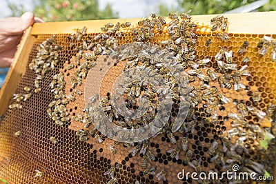 Life of bees. Worker bees. The bees bring honey. Beeswax, apiary. Beekeeper holding frame of honeycomb Stock Photo