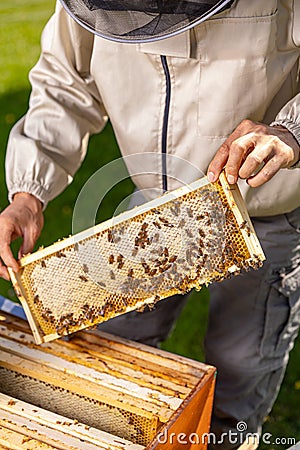 Beekeeper holding a honeycomb Stock Photo