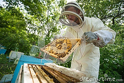 Beekeeper holding a honeycomb full of bees Stock Photo