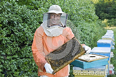 Beekeeper Holding Honeycomb With Honey Bees Stock Photo