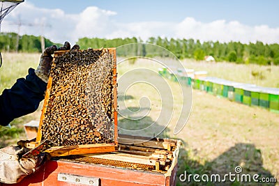 Apiarist, beekeeper is holding honeycomb with bees Stock Photo