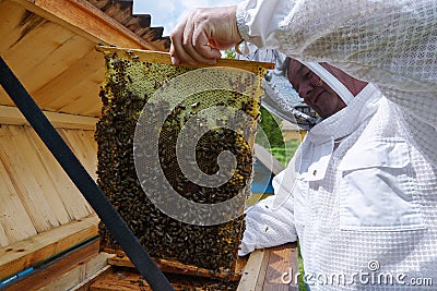 Beekeeper holds in the hands the frame of honeycombs. Carpathian honey bee. Pretty wooden hives. Beautiful spring day Stock Photo