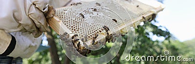 The beekeeper holds a honeycomb with bees and honey Stock Photo