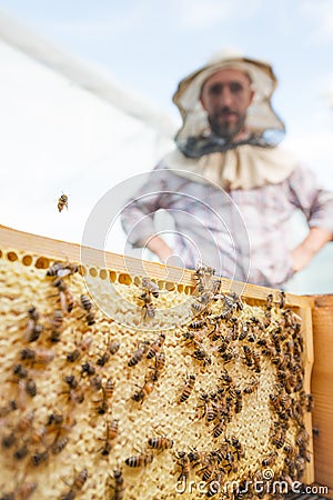 Beekeeper and a honeycomb full of bees in an apiary closeup Stock Photo