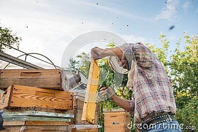 Beekeeper with a honeycomb full of bees works in an apiary Stock Photo