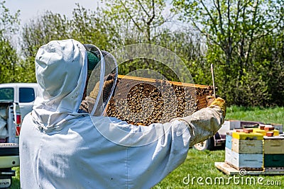 Beekeeper inspecting brood tray from beehive Stock Photo