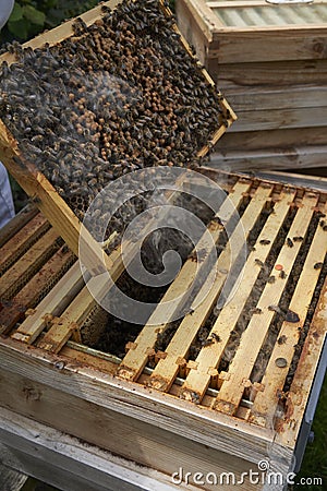 Beekeeper inspecting a frame of honey from hive Stock Photo