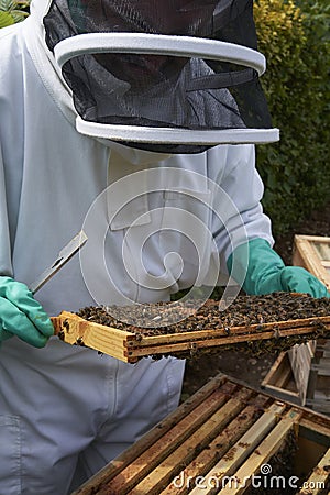 Beekeeper inspecting a frame of honey from hive Stock Photo