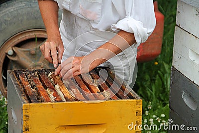 Beekeeper Inspecting Frames in Hive Stock Photo