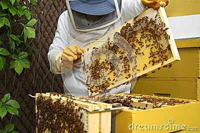 Beekeeper inspecting hive Stock Photo