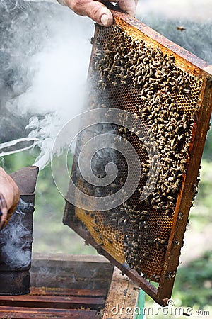 Beekeeper inspecting hive Stock Photo