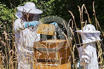 Beekeeper inspecting honeycomb with a child. Person in beekeeper suit taking honey from hive. Beekeeping in countryside Stock Photo