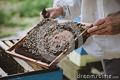 Beekeeper inspecting honeycomb frame at apiary. Honey farm. Stock Photo