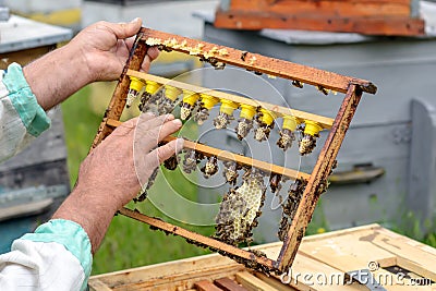 The beekeeper inspects a frame which raised new queen bees. Karl Jenter. Apiculture. Stock Photo