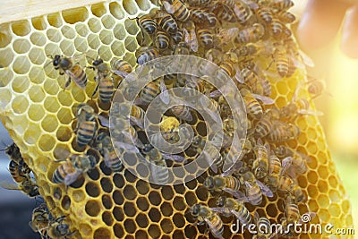 A beekeeper looks at a nesting frame made of a nucleus - a special hive. Stock Photo