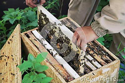 Beekeeper Stock Photo