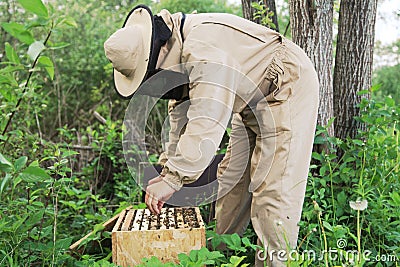 Beekeeper Stock Photo