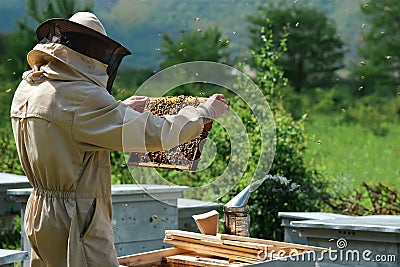 Beekeeper removing honeycomb from beehive. Person in beekeeper suit taking honey from hive. Farmer wearing bee suit Stock Photo