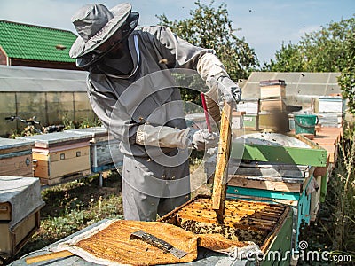 Beekeeper removing honeycomb from beehive. Person in beekeeper suit taking honey from hive. Farmer wearing bee suit Stock Photo
