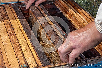 The beekeeper`s frames and beekeeper`s hands. Beehives, bees and honey production Stock Photo