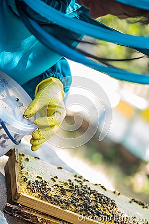 Beekeeper selects bee drones for the selection of sperm. Artificial insemination of queen bees. Bee products Editorial Stock Photo