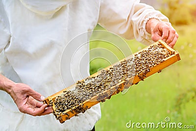 The beekeeper takes out from the hive honeycomb filled with fresh honey. Apiculture. Stock Photo