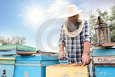 Beekeeper taking frame from hive at apiary. Harvesting honey Stock Photo
