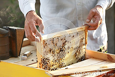 Beekeeper taking frame from hive at apiary, closeup Stock Photo
