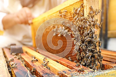 Beekeeper taking frame from hive at apiary. Harvesting honey Stock Photo