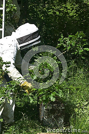 Beekeeper taking a Wild Swarm to Put it into Hive, Normandy in France Stock Photo