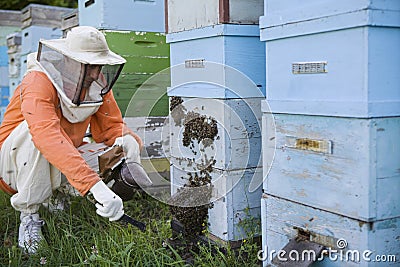 Beekeeper Tending Beehives Stock Photo