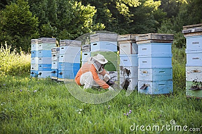 Beekeeper Tending Beehives Stock Photo