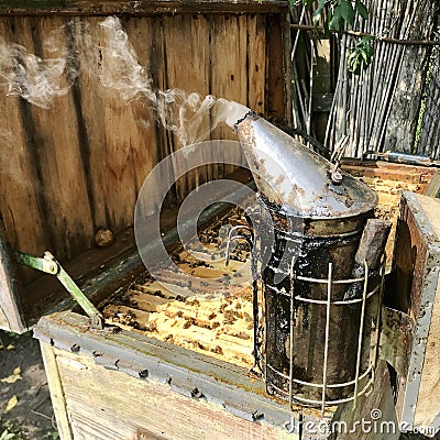 Beekeeper tending his beehives with his vintage antique smoker Stock Photo