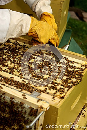 Beekeeper tending to hive Stock Photo