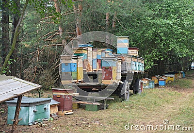 The beekeeper is transporting, relocating honey bees in numerous colorful wooden beehives by a tractor wagon to a new forest Stock Photo
