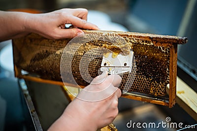 Beekeeper unseals honeycomb with a scraper to remove wax and subtract honey. Stock Photo