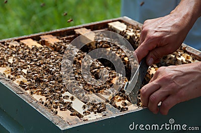 Beekeeper Using Hive Tool to Separate Honeycombs Stock Photo
