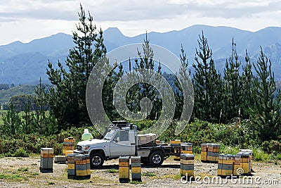 Beekeeper tending beehives in a pine forest in New Zealand Stock Photo