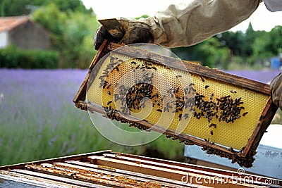 Beekeeper Stock Photo