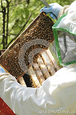 Beekeeper at work Stock Photo
