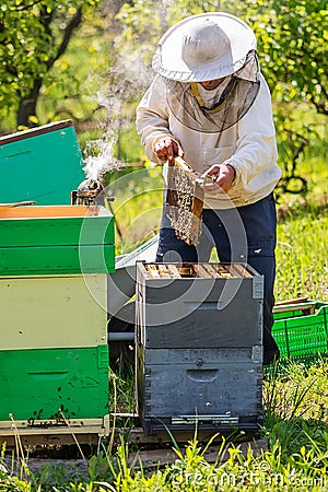 Beekeeper at Work. Bee keeper lifting shelf out of hive. The beekeeper saves the bees. Stock Photo