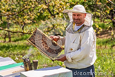 Beekeeper at Work. Bee keeper lifting shelf out of hive. The beekeeper saves the bees. Stock Photo